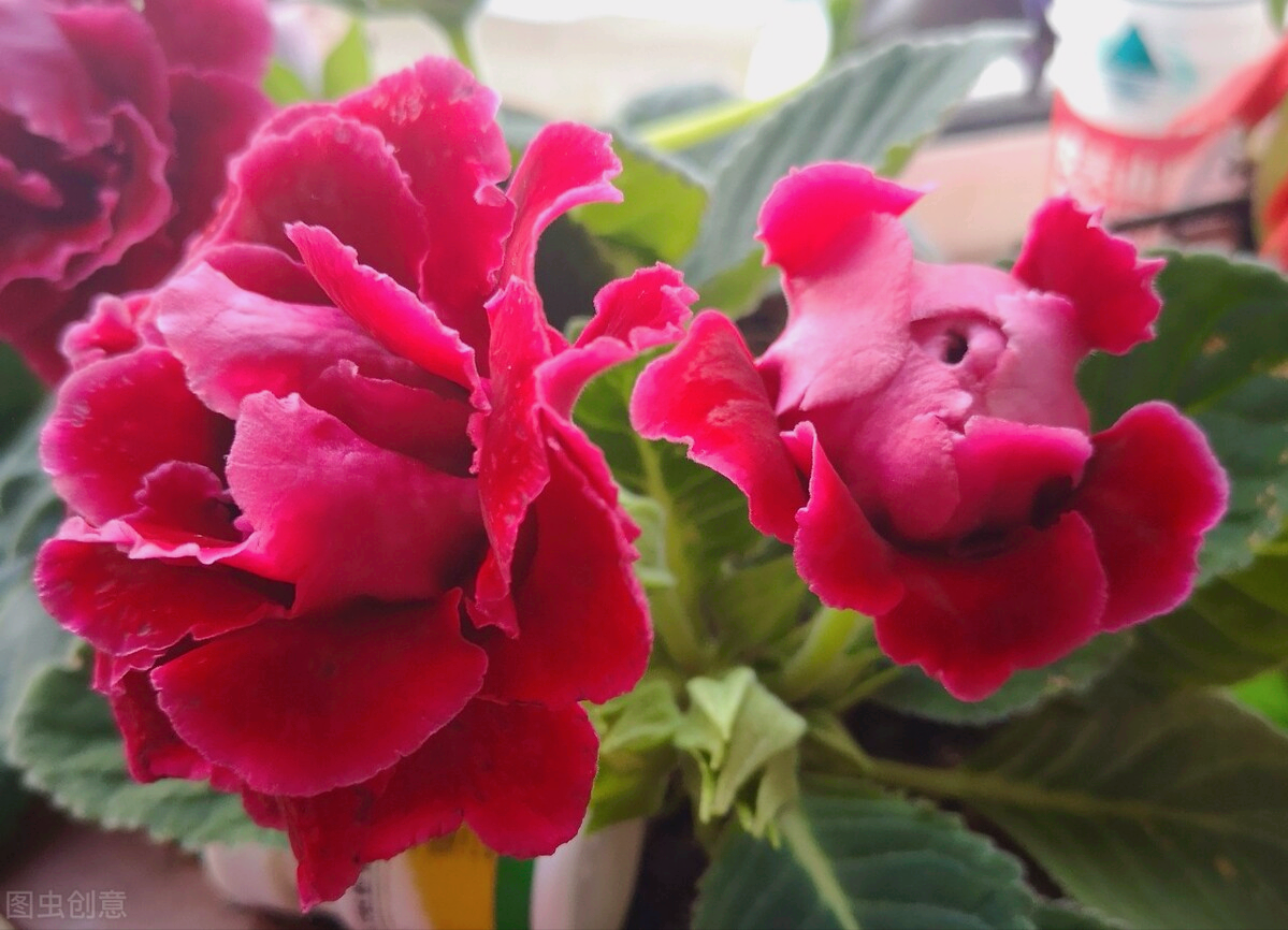 一花一叶一世界，携一缕阳光、时光清浅；悦一路繁花、岁月静美