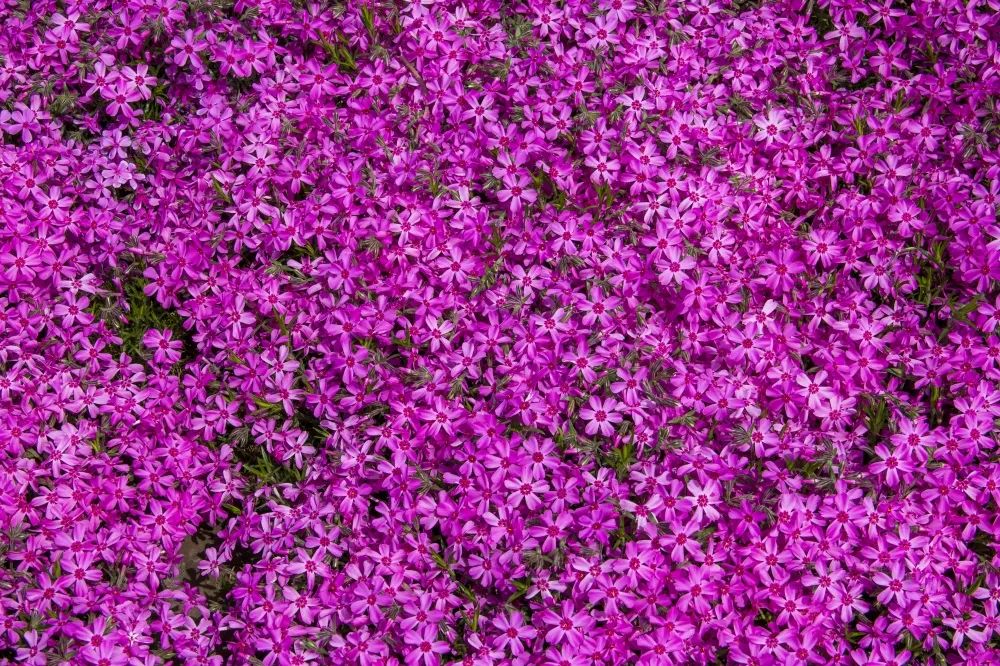 浪漫花海，赏花正当时