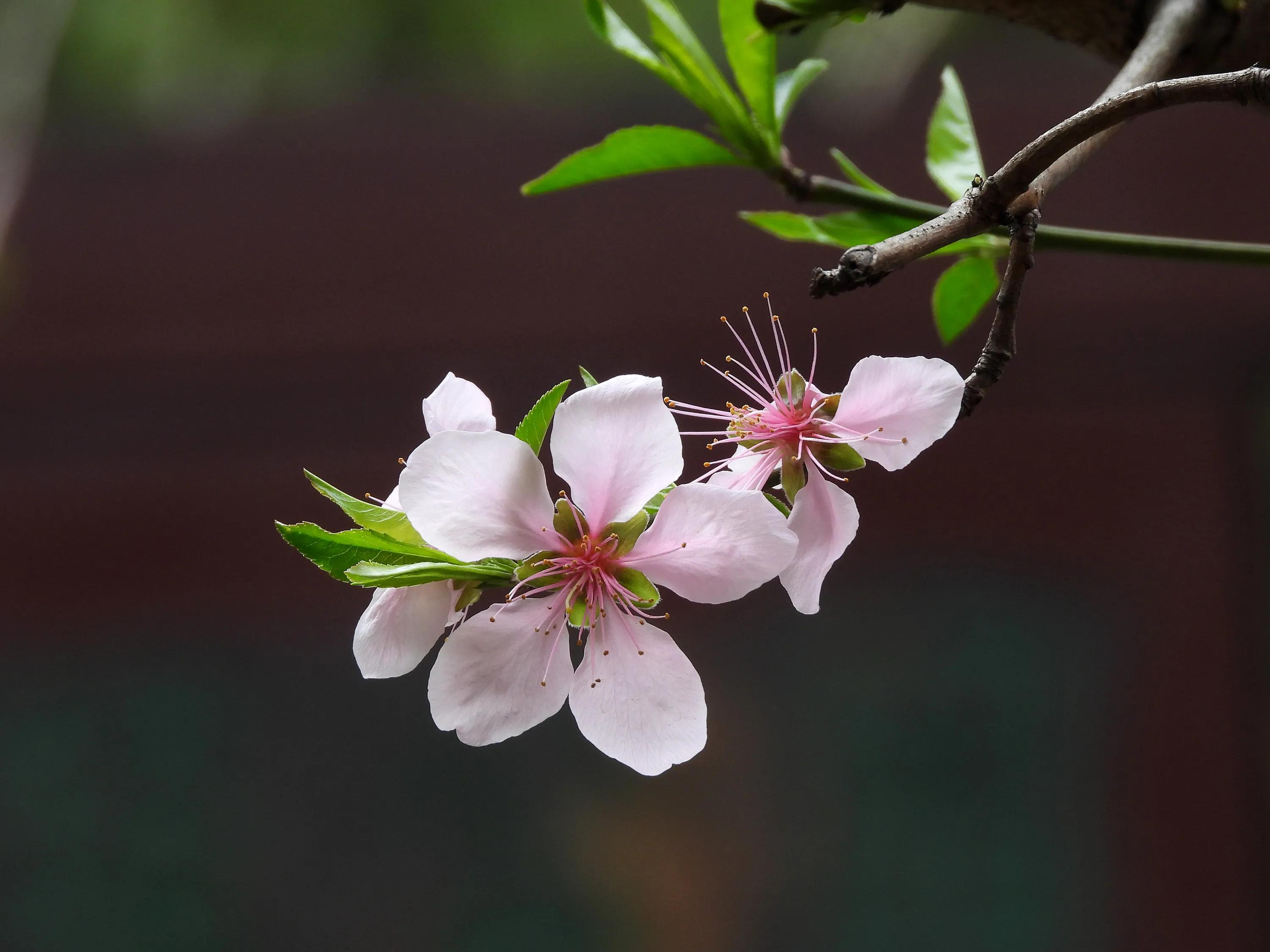 桃花盛開的季節 天天看點