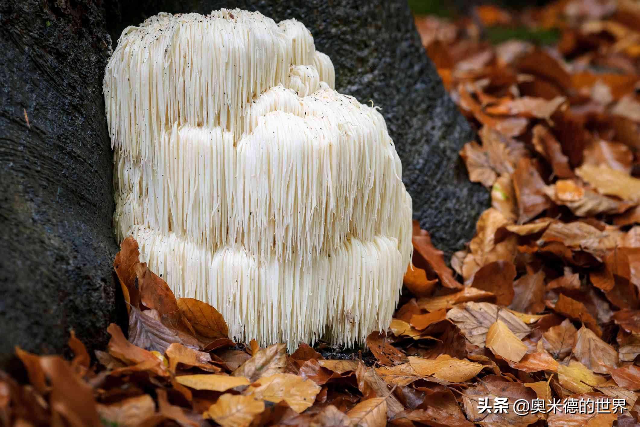 全世界最毒的十种蘑菇，中国最毒的蘑菇致命白毒伞上榜
