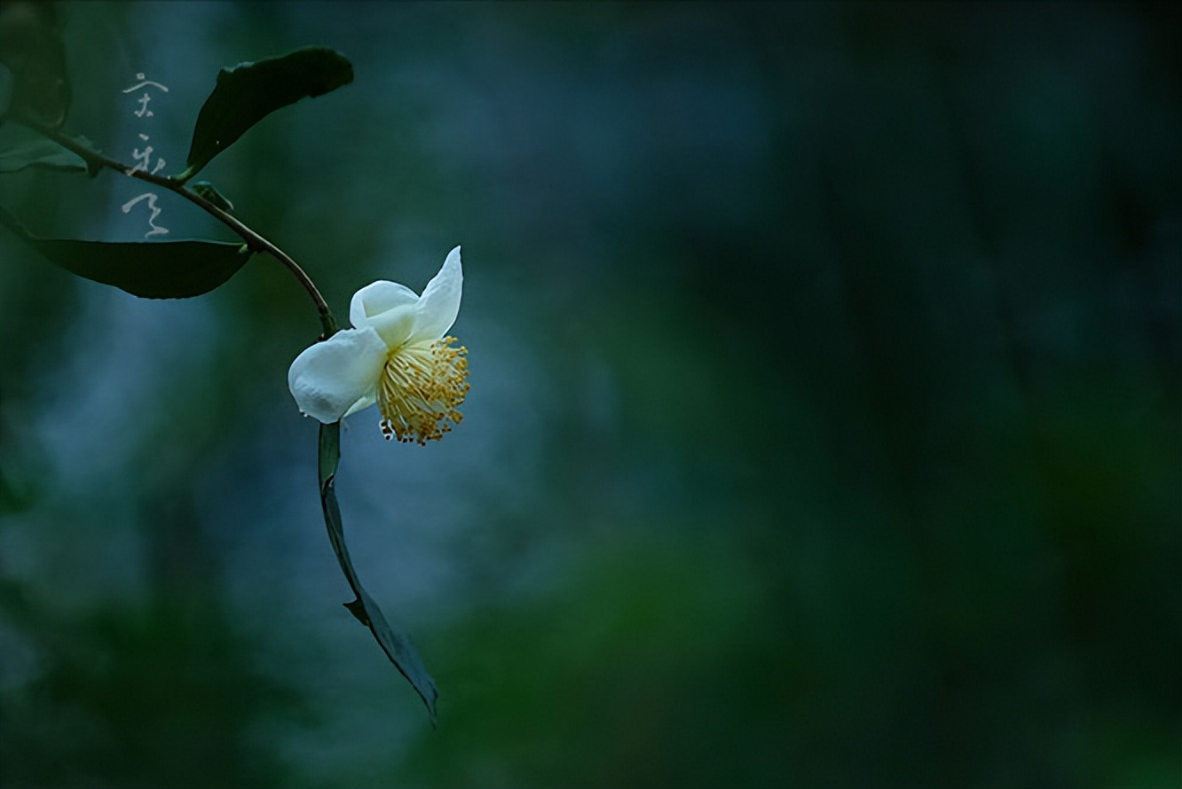 喝酒的最高境界，史上最经典的50句饮酒诗词