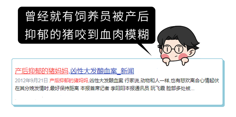 “猪奶”是什么味道？为什么没人喝？其实，它的营养比牛奶还要高