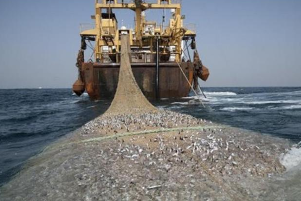 所以日本接下苏联大旗,开始了对磷虾的大量捕捞