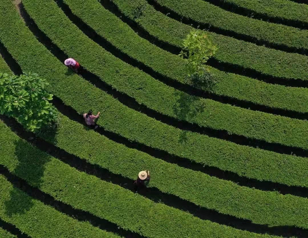 紧握乡村振兴接力棒：开启湖北蕲春檀林镇茶香茶旅融合新征程