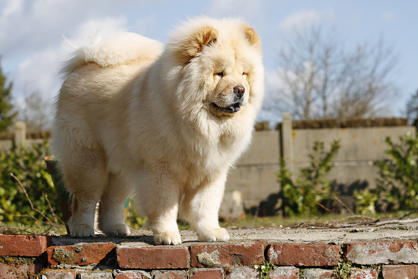 松獅圖片,松獅犬圖片