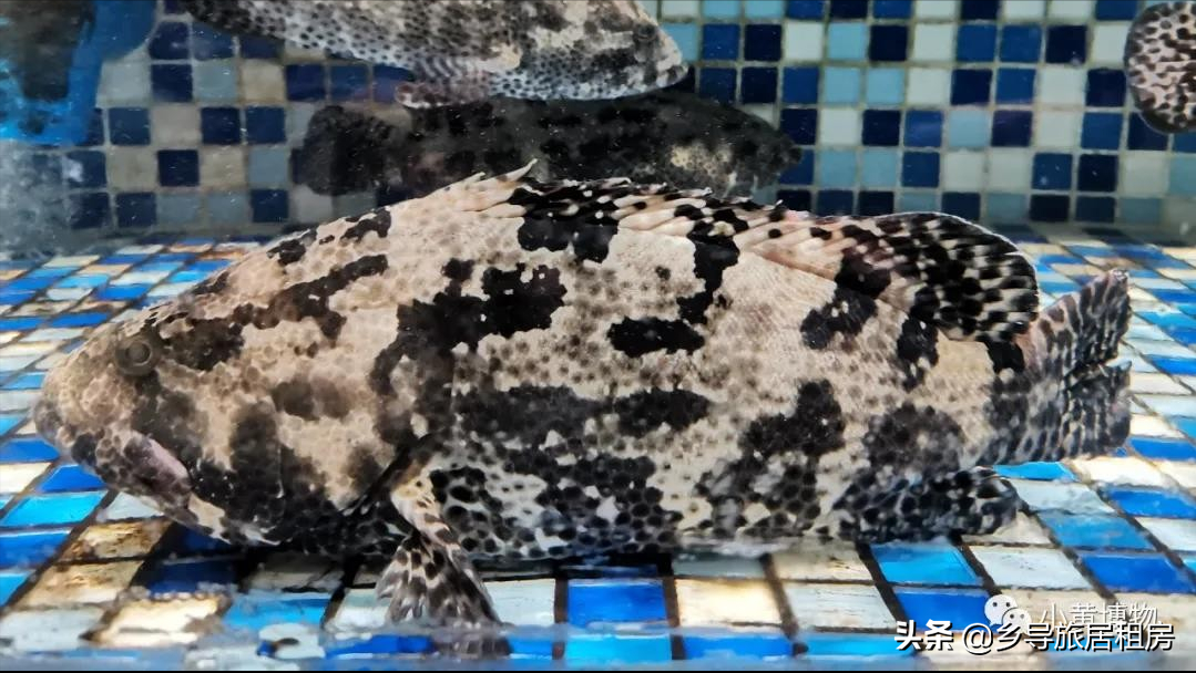 石斑魚圖片,石斑魚圖片大全 圖片高清