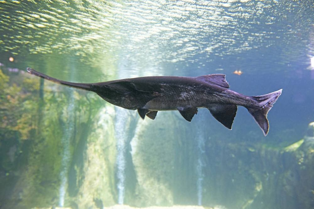 成群江豚再现长江，1.6米铜头鱼被钓起，湖北大鱼频现有何预兆？