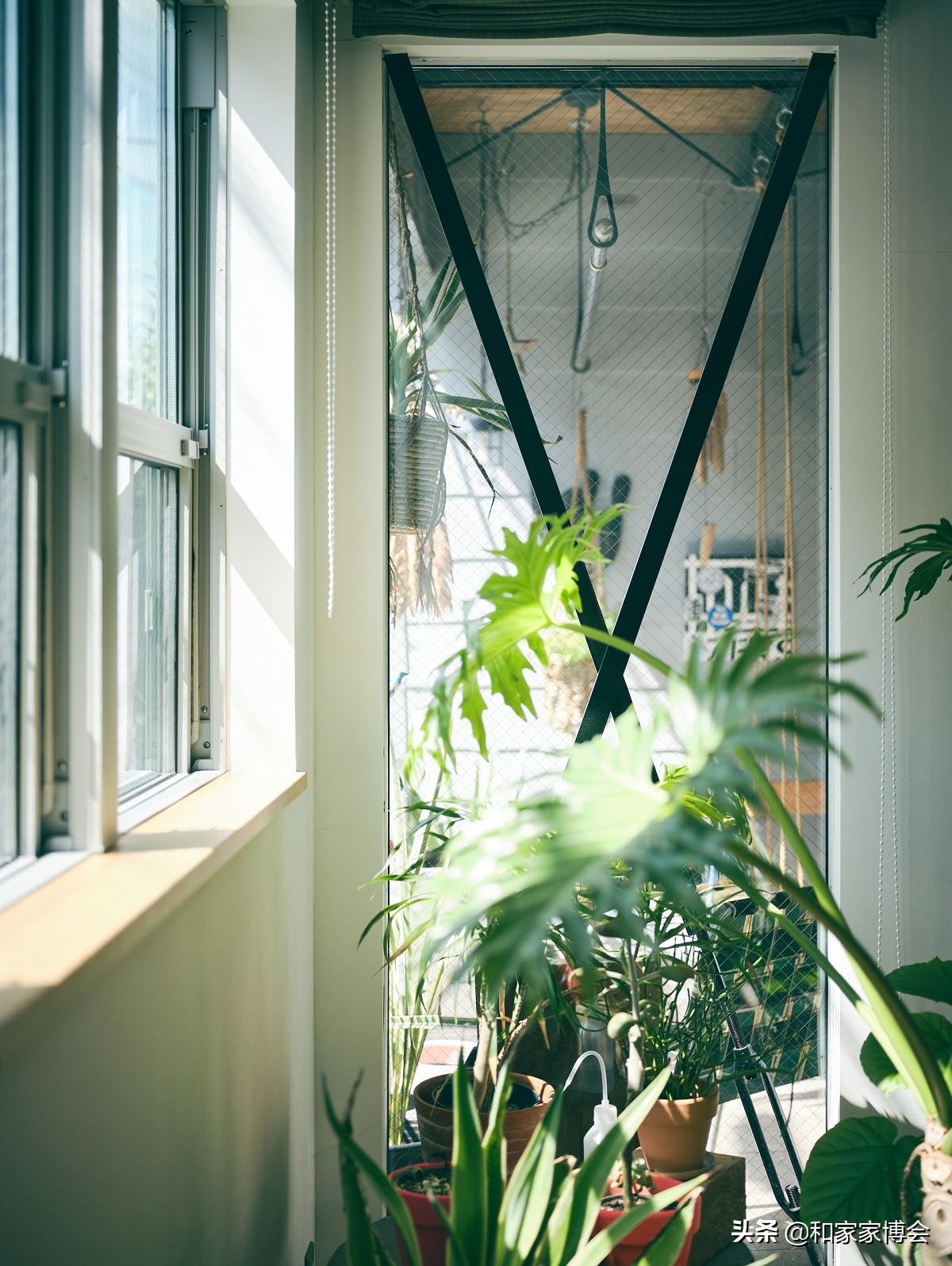 绿色植物助力“邻里关系”| 美式风格的老房翻新装修