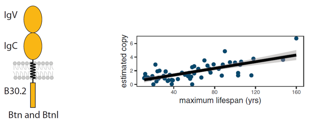 Science | 多物种测序揭示长寿的驱动基因