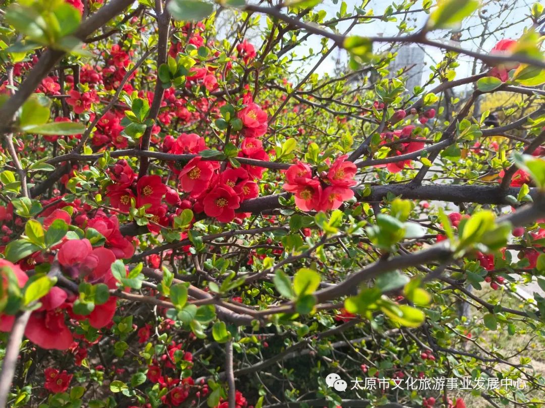 线上展览|“山河春意 锦绣太原——花的世界”主题摄影线上图片展（二十）