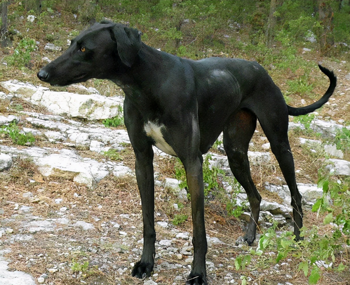 中国本土8大猛犬，藏獒并不是最强的，在它面前仅仅是小弟