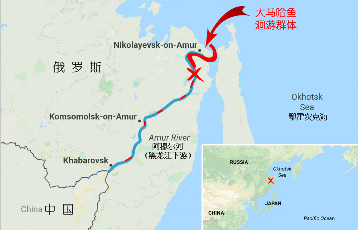 黑龙江渔民误捕1028斤鳇鱼，国家以22万元收购！中俄护鱼有效吗？