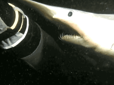 哥布林鲨鱼图片（世界上长得最丑的生物之一哥布林鲨）