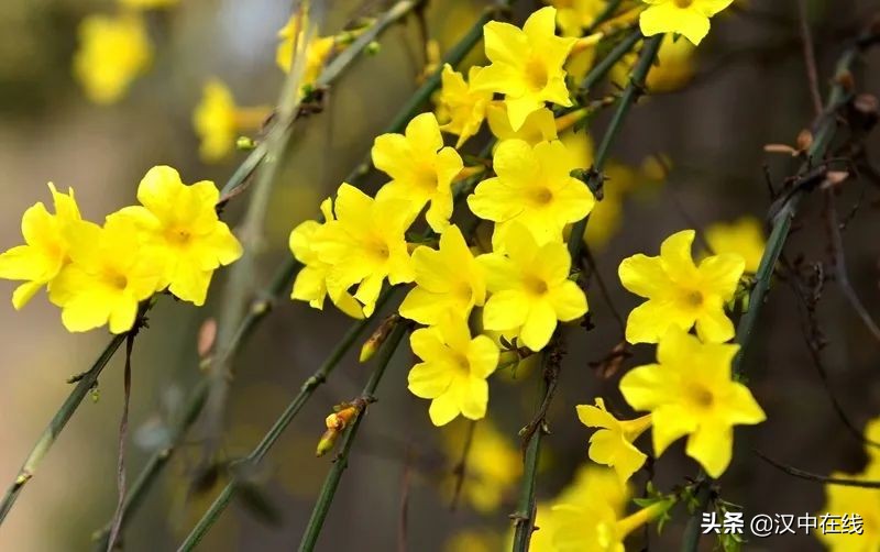 寧強(qiáng)縣七盤(pán)關(guān)：花爭(zhēng)艷 春意濃