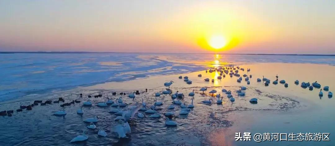 【黄河口生态旅游区】初雪悄临 静谧美好