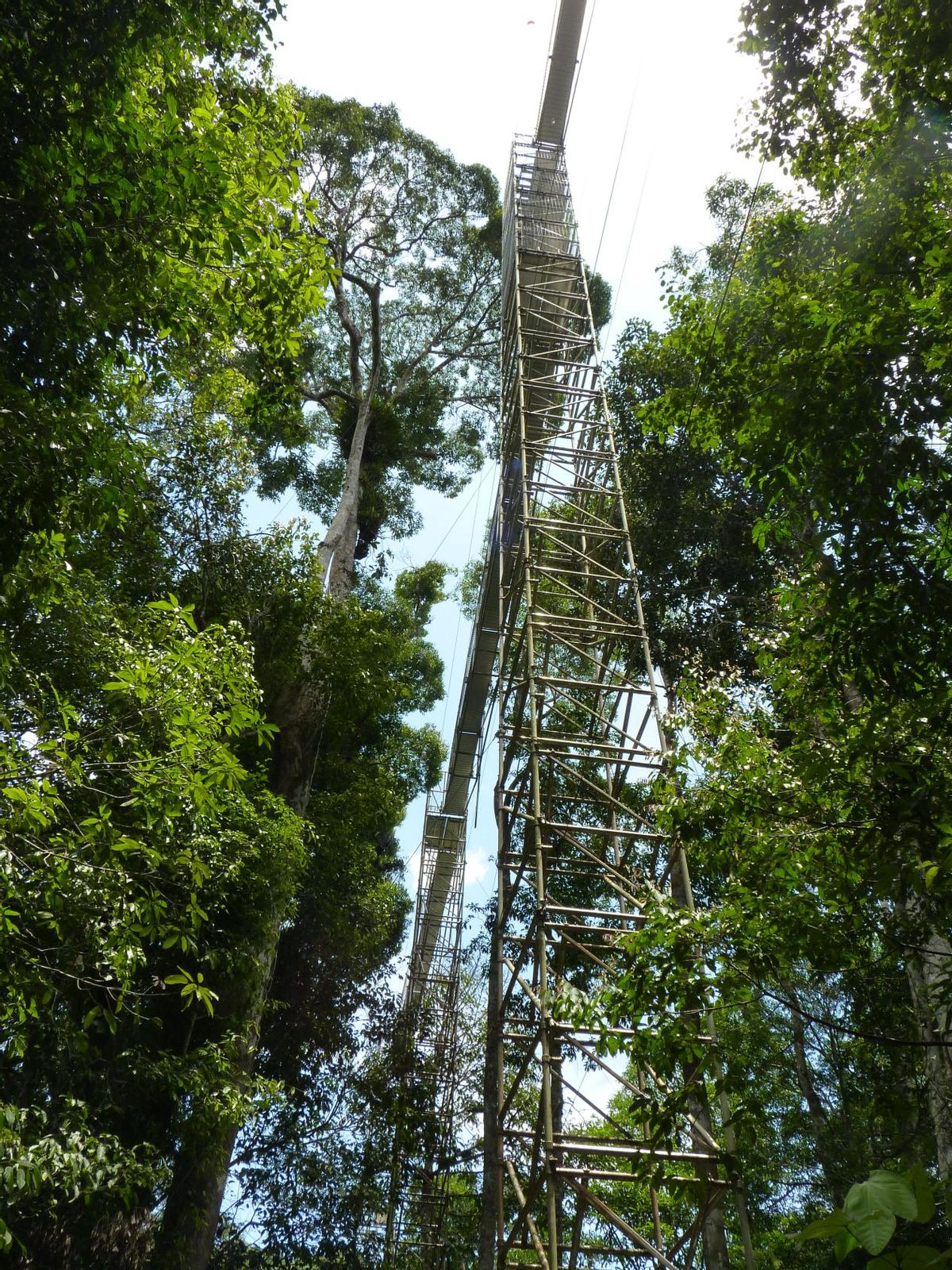 文莱“飞地”淡布隆，在广袤森林体验勇者游戏