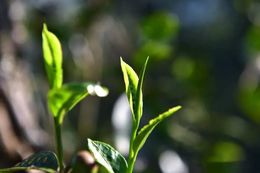 都说“班章为王”，怎样选到真正的老班章普洱茶？要选飞天揽月