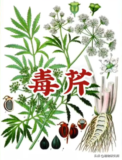 水芹，中国人最早吃到的芹菜 但千万别采到以假乱真的“毒芹”