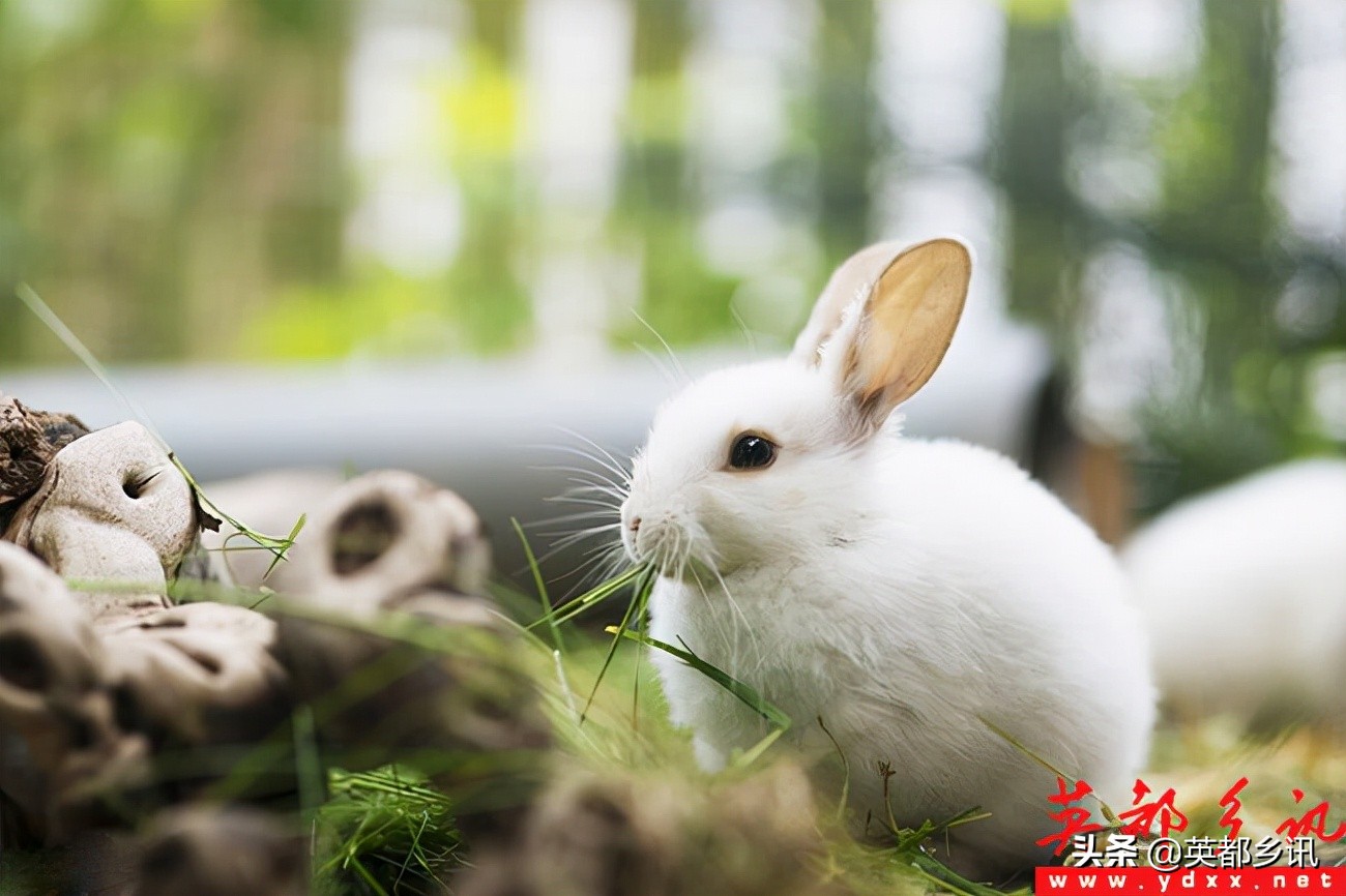 兔子和竹鼠养多了,既能卖钱贴补家用,又能在过年时让全家尝尝它们的肉