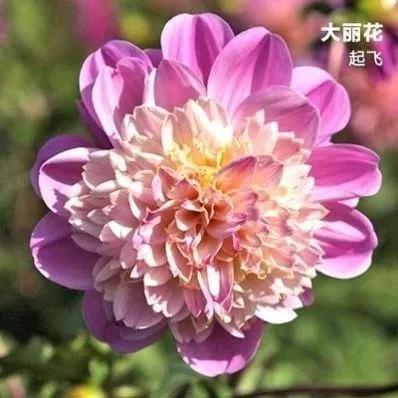 花朵美图｜温柔甜美的初吻、大丽花、耧斗菜花朵合集160张