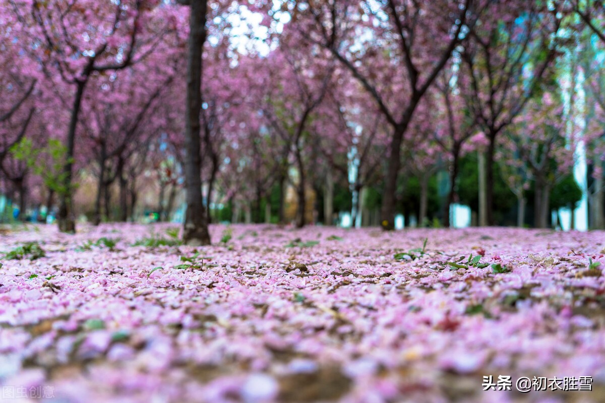 明丽芳草落花美诗六首：白日照绿草，落花散且飞