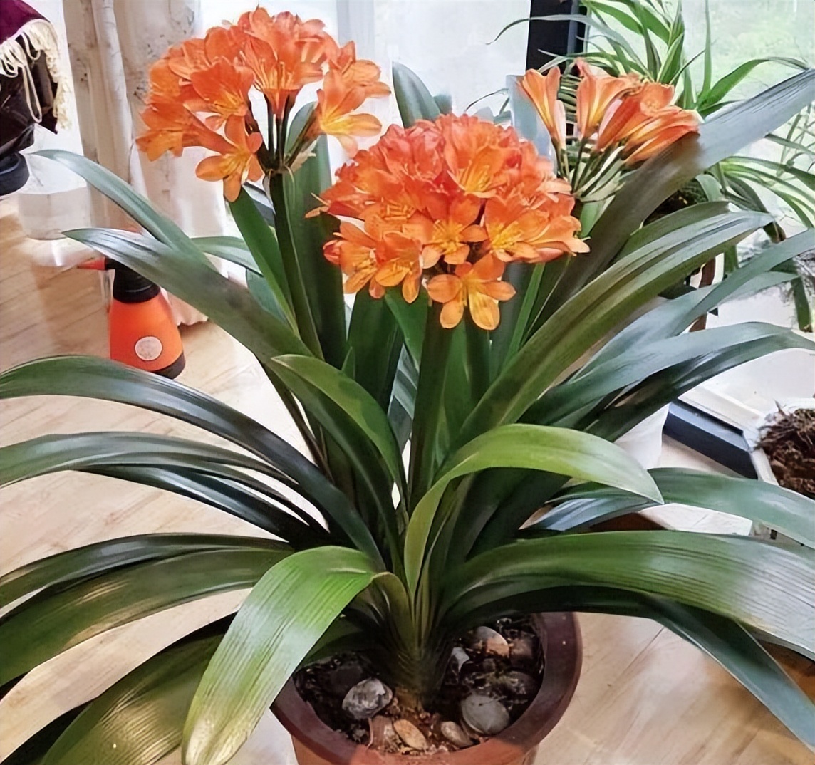 是一种能养很久的高档花卉,且越养价值越高,一些专业人士养的君子兰