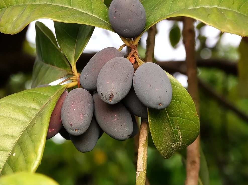 你见过桂花树结果吗桂花树是否结果