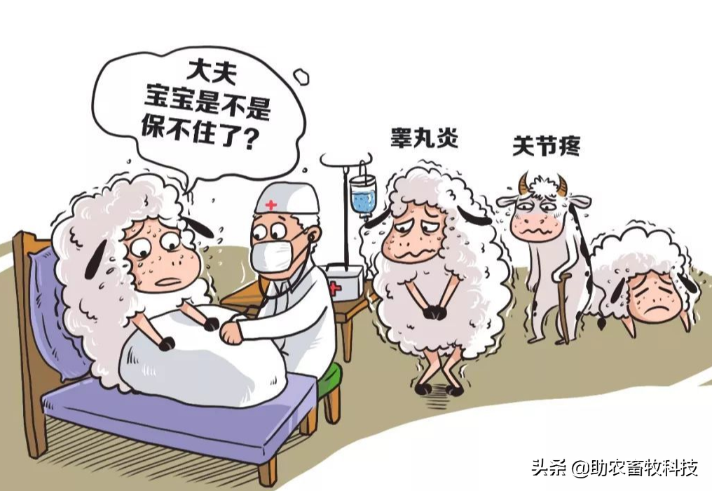 牛羊布鲁氏菌病防控知识分享