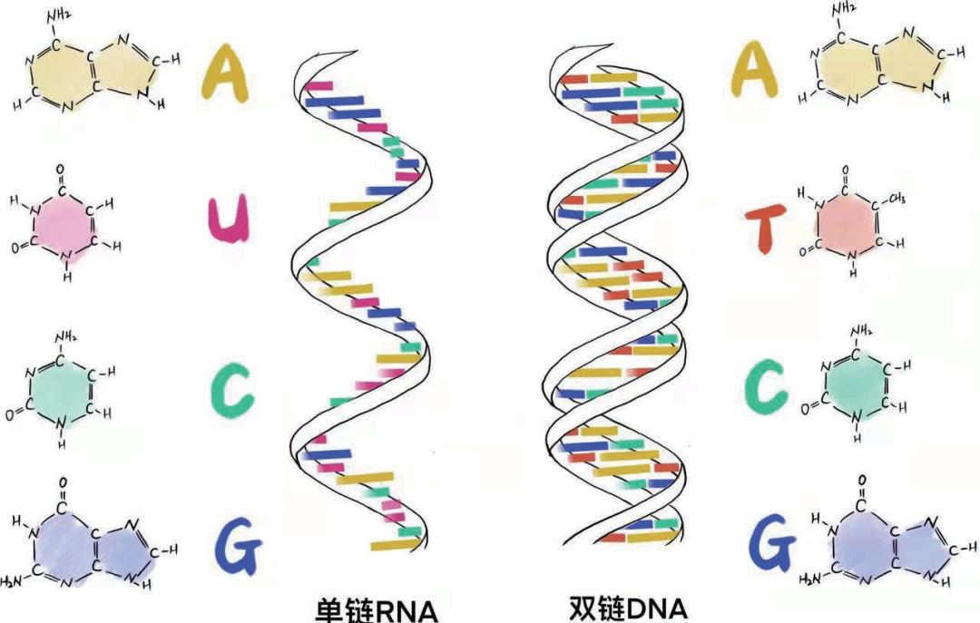 21世纪是生命科学的世纪，这套书，推荐孩子们都看看