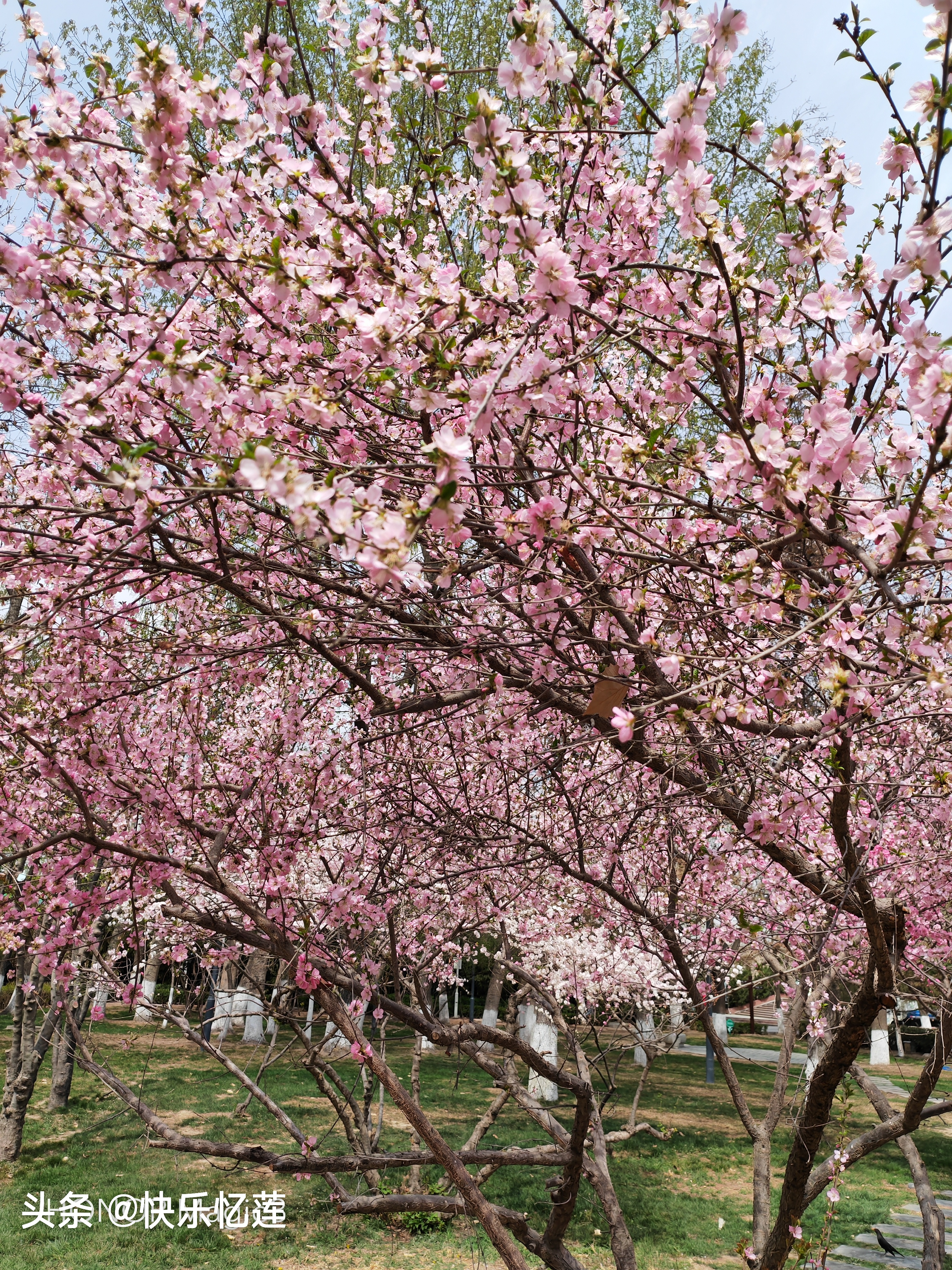 丁香花开满城香，醉美人间四月天