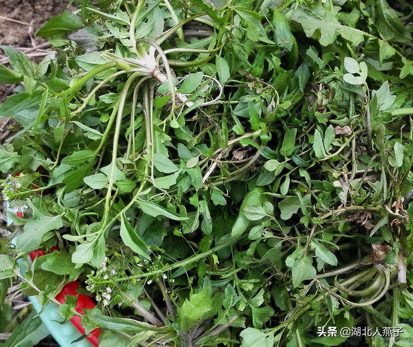 农村100种野菜图片名单 农村能吃的野菜100种-诚智百科网