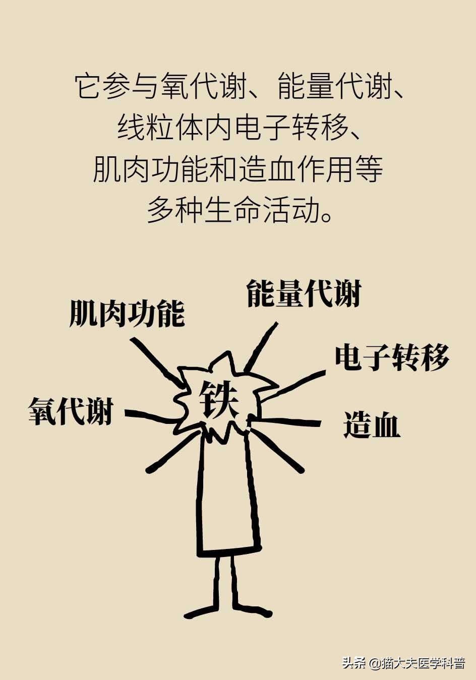 缺铁性贫血该怎么补铁？