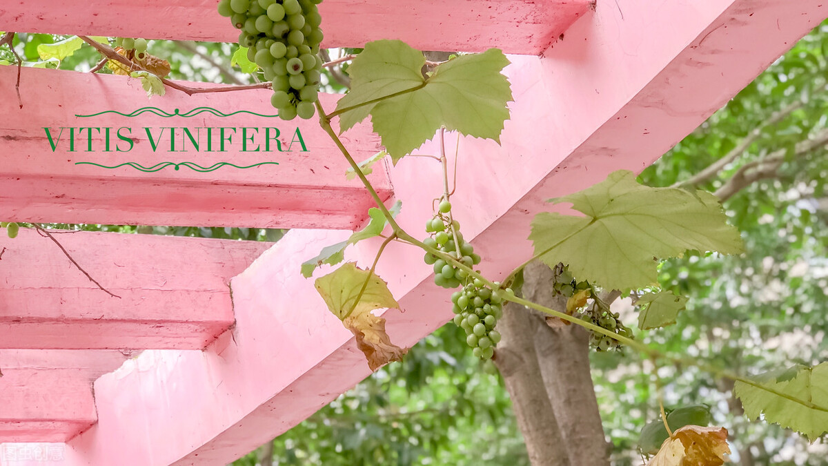 2022年湖北经济学院成人高考函授专科、本科、专升本招生报名专业