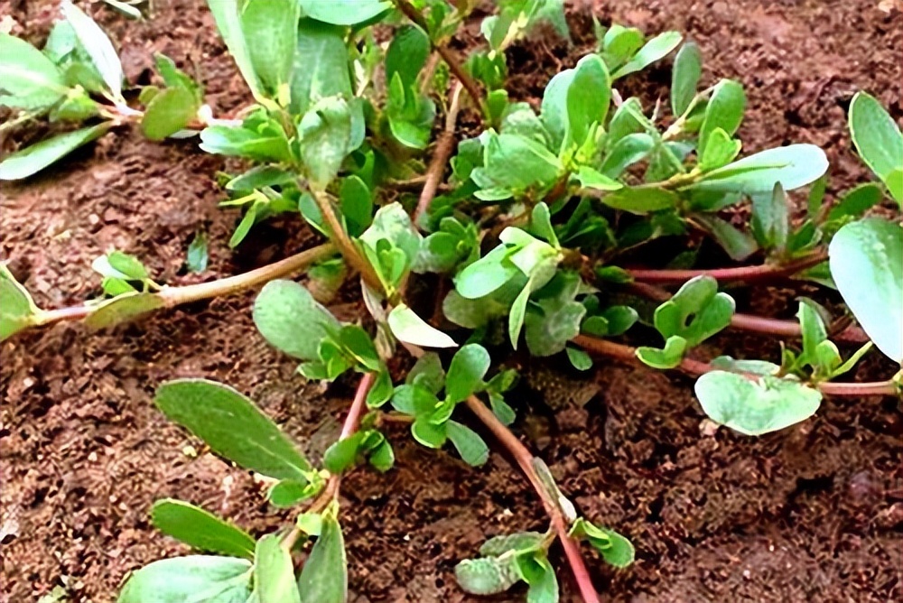 哪些蔬菜吃之前需要焯水？为了健康，建议提前了解，记得转告亲朋