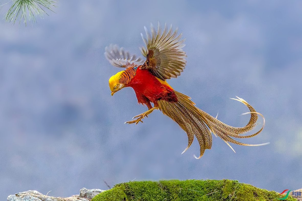 老人误把"国鸟"当凤凰,养了4年繁殖40只,网友:不能判刑-热门资讯