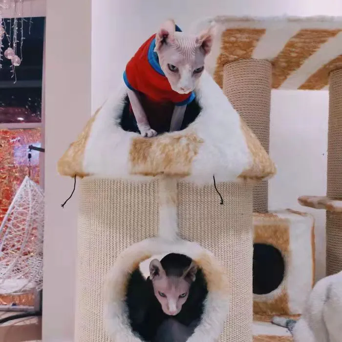 资本爱猫,不爱猫咖