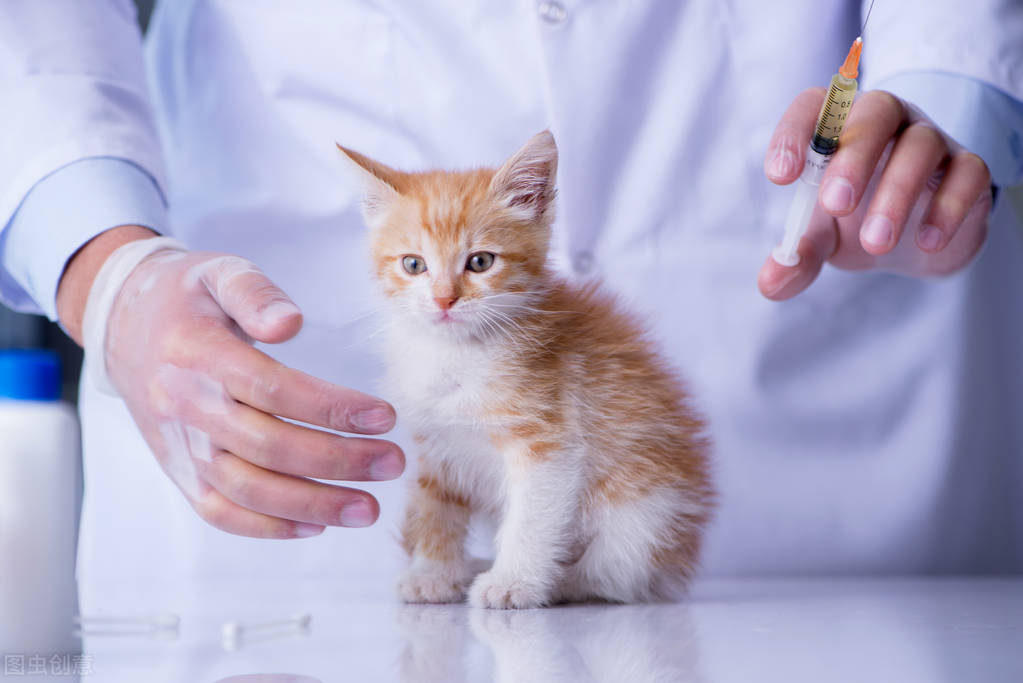 布偶猫打疫苗后开始抽搐、流口水是怎么个情况？