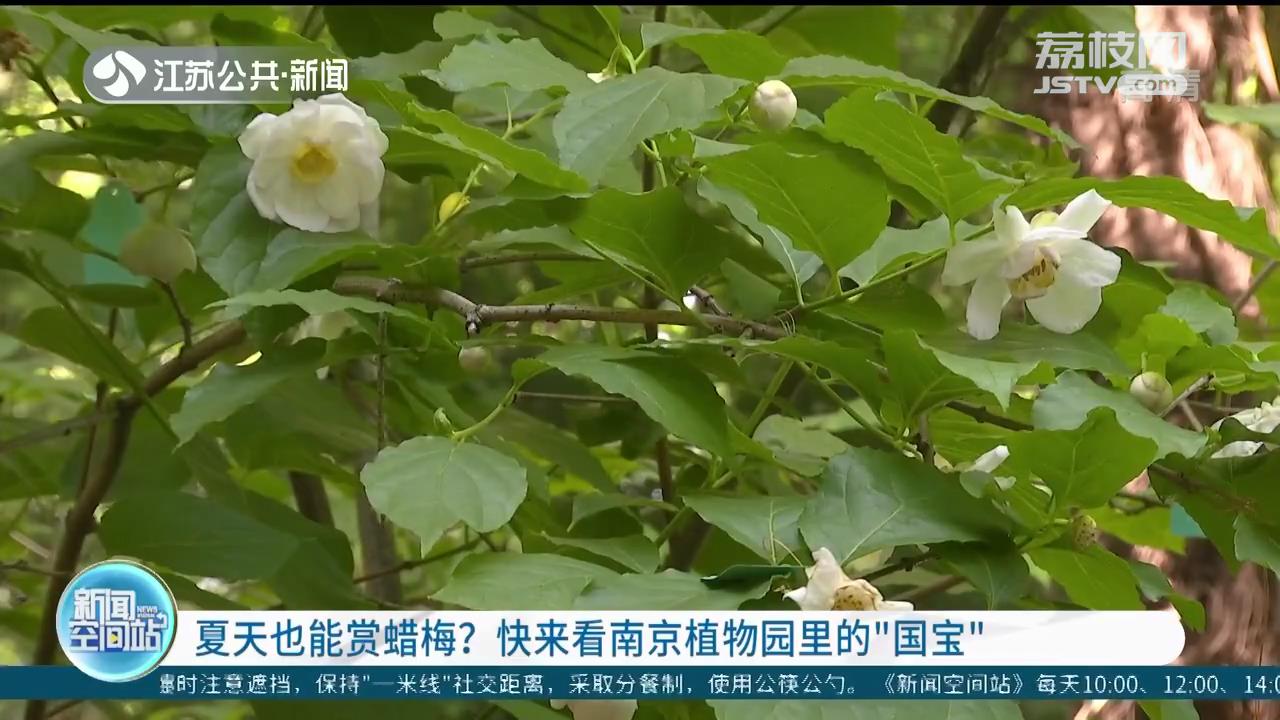 夏天也能赏蜡梅？快来看南京植物园里的&ldquo;国宝&rdquo;