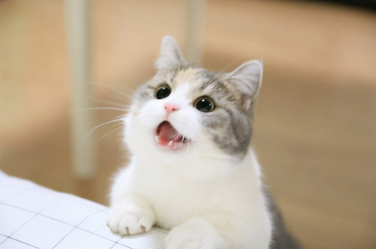貓咪這10種喵叫聲，你知道有什麼含義嗎？