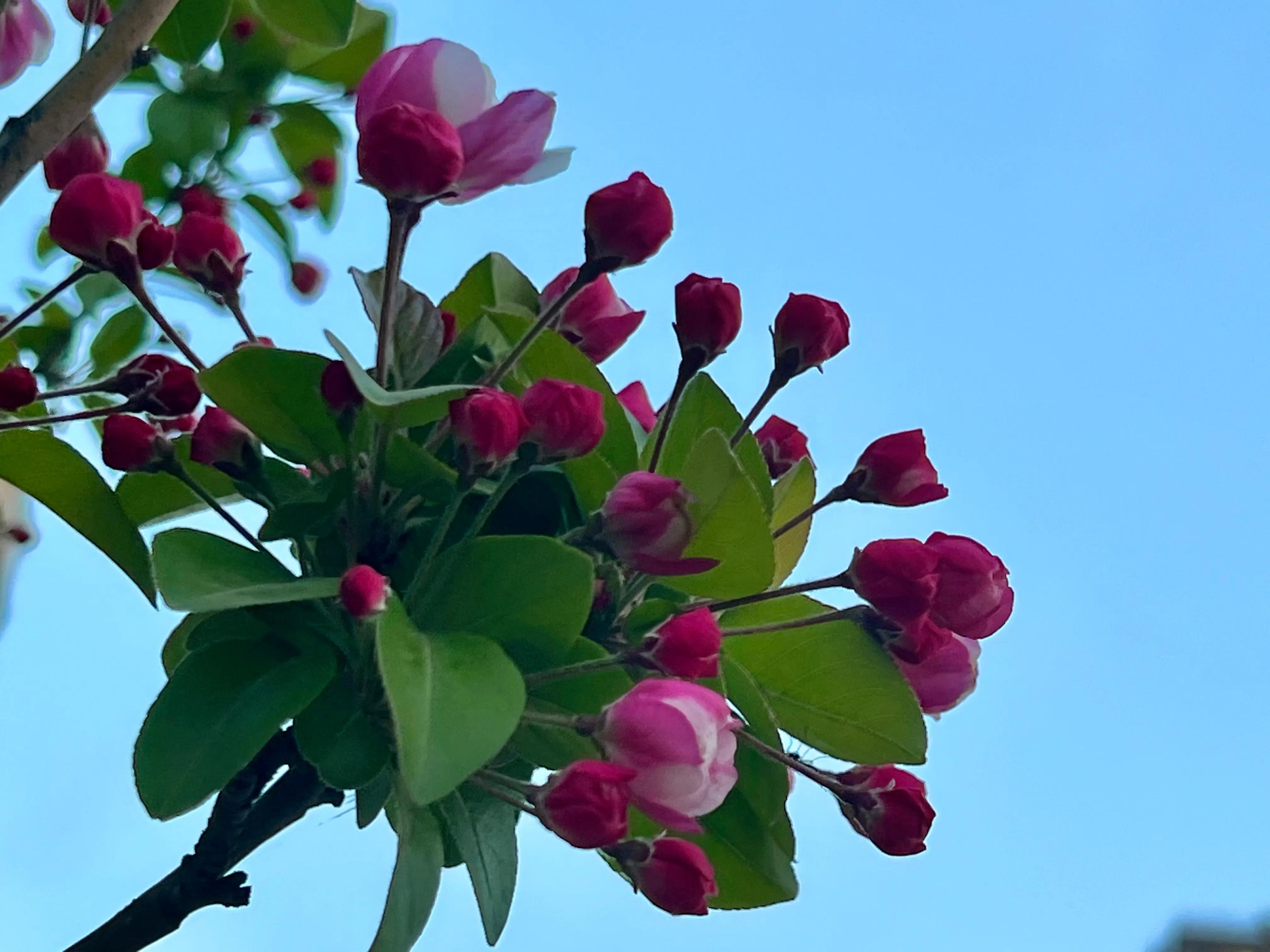 人间四月尽芳菲，繁花似锦芳草茵茵，花香四溢沁人心脾