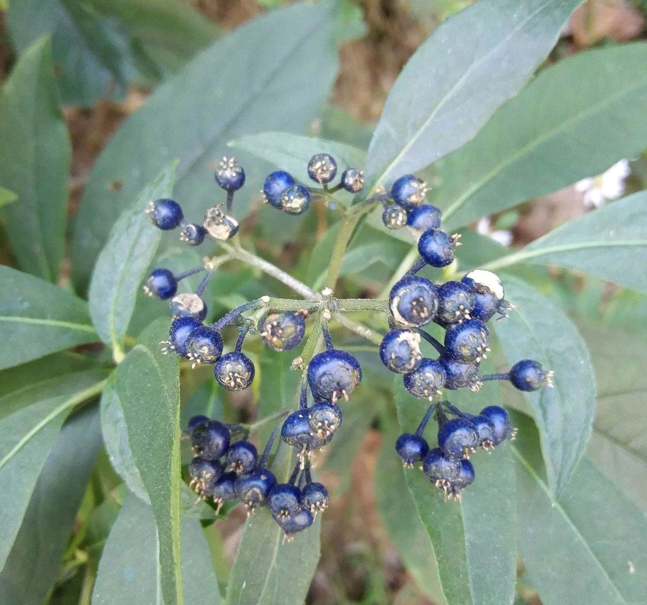 毒鱼藤(100种有毒的花和果，生活中很常见，出门要小心，避免受伤害)