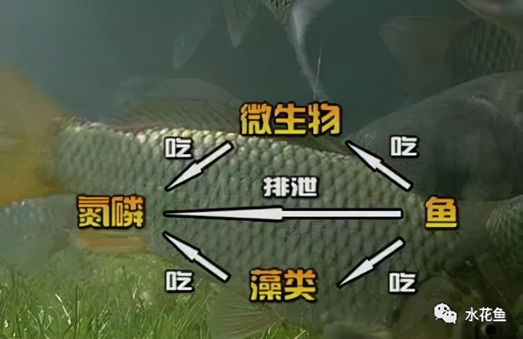 为达到最佳养殖效益 合理谋划很重要——水产养殖的四个放养规划