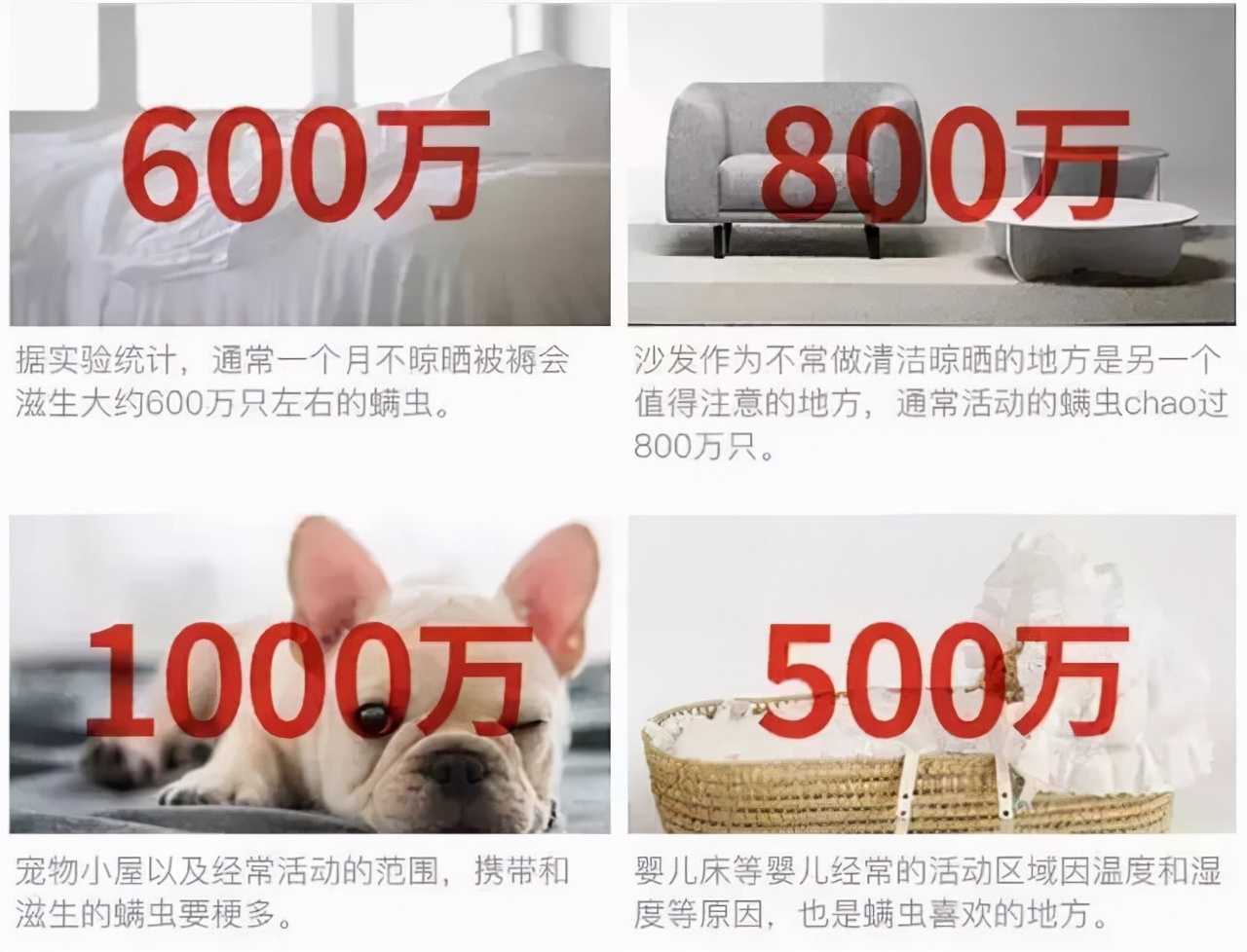 螨虫最怕的是什么？教你床上放一些“它”，简单让螨虫消失