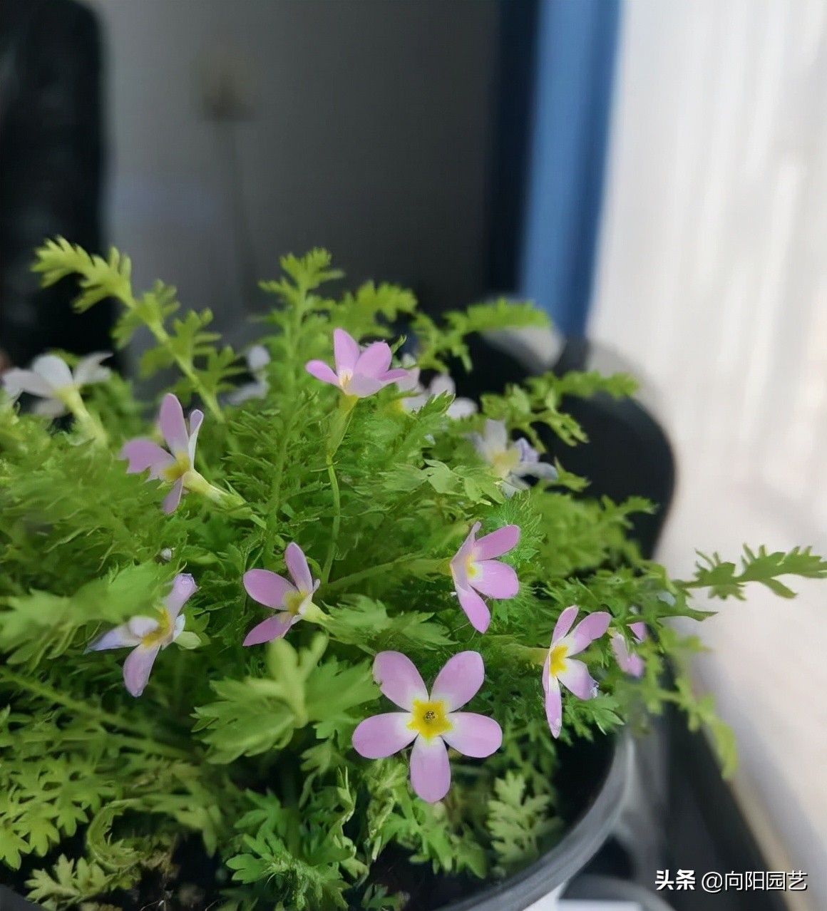 3元之间,像我们阳台栽种,大概3~4棵苗子就够了,矮牵牛生长速度非常快