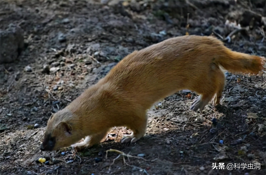 24年前的黄鼠狼"讨封"事件,究竟是真是假?