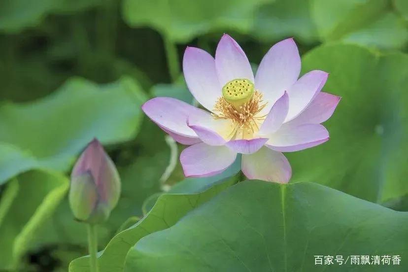人生若繁花似锦,愿你静守流年;岁月若沧海桑田,愿你守心自暖