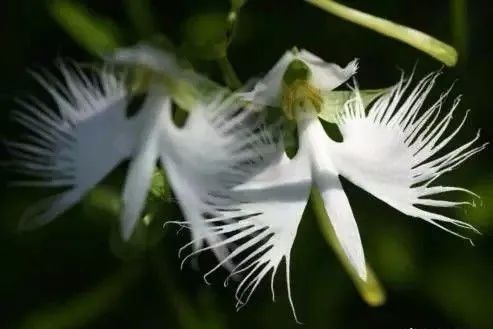 最名贵的兰花有哪些（50多种珍贵兰花图鉴）