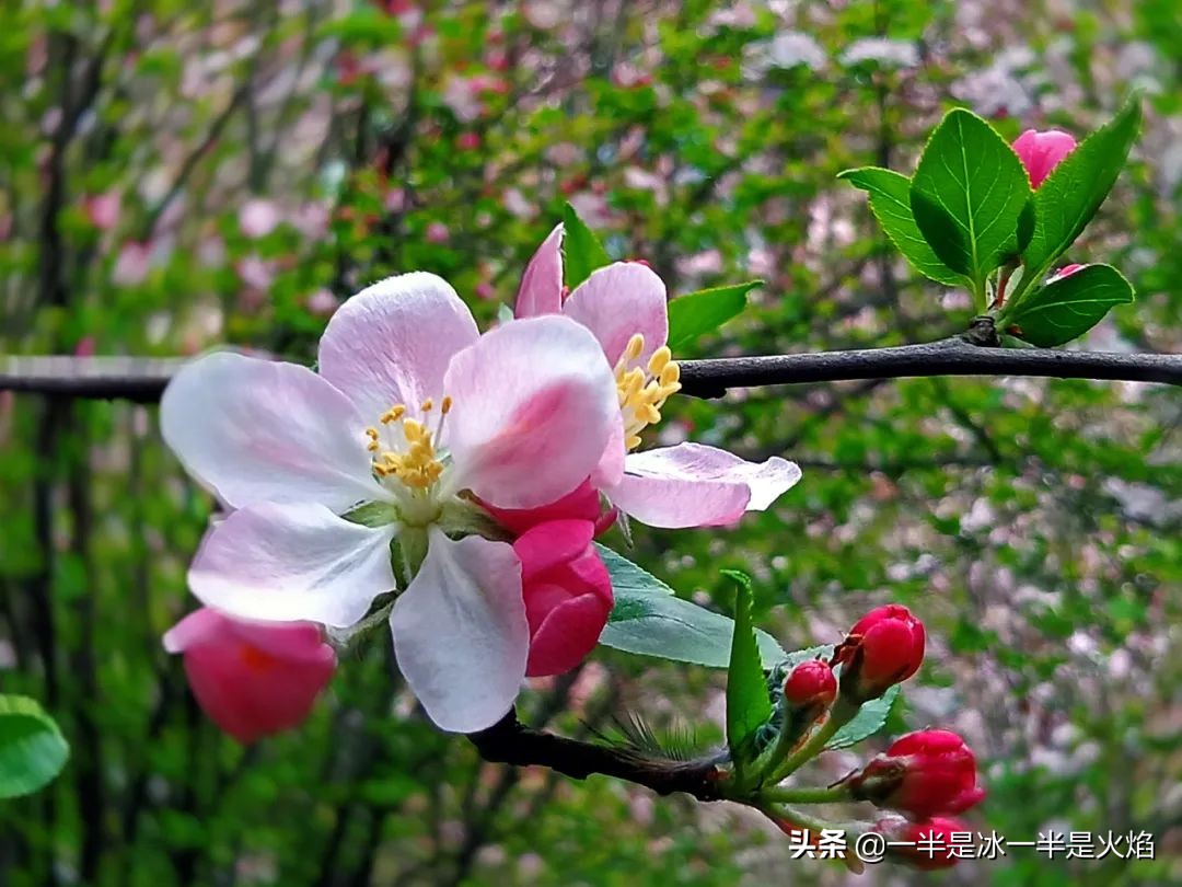 随笔：无人会得东风意，春色都将付海棠