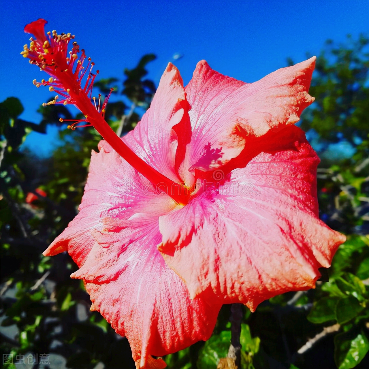 一花一深爱，万紫千红花争艳，春花烂漫时光好，花香世界人人爱