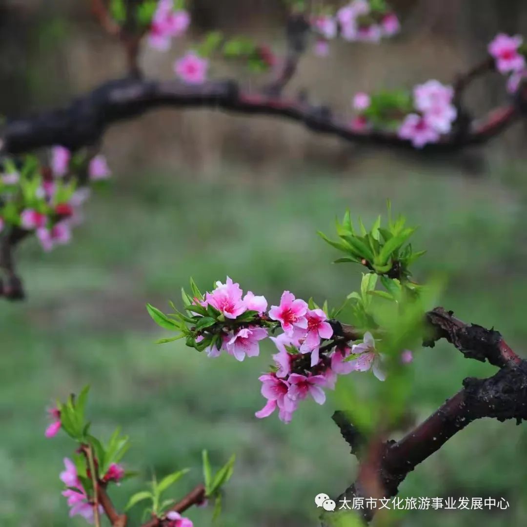 线上展览|“山河春意 锦绣太原——花的世界”主题摄影线上图片展（八）